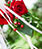 Sohamsa Estate - Wedding ornament